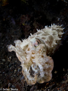 Baby cuttlefish 2 inches , taken with Canon G12 and UCL165 by Beate Seiler 